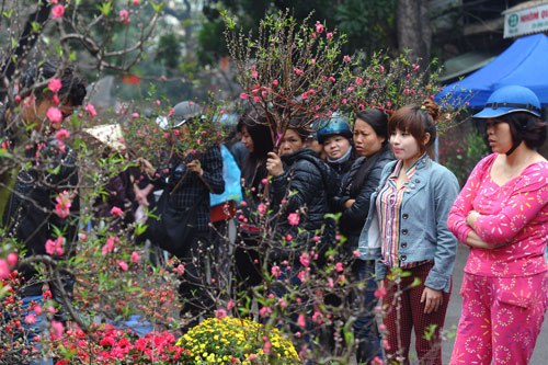 Hang Luoc, a famous spring flower market in Hanoi